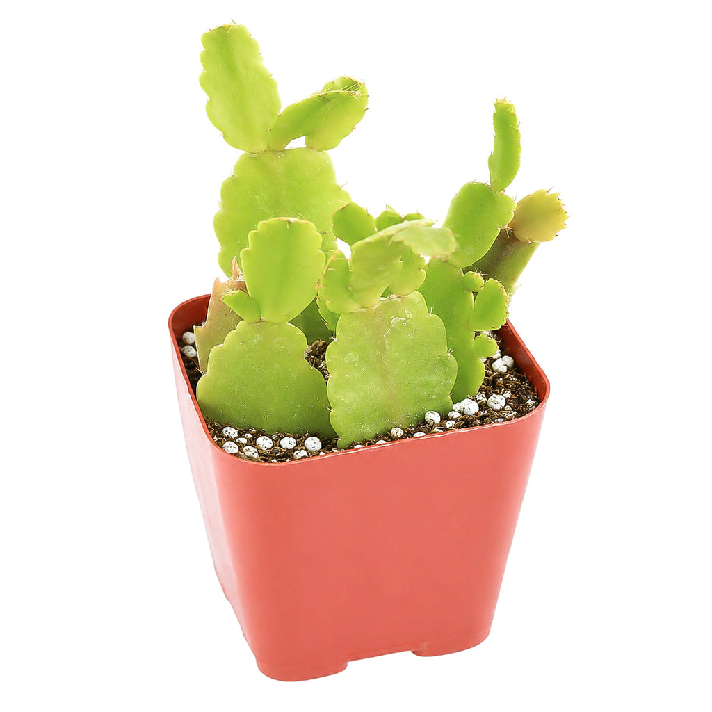 Schlumbergera truncata - Thanksgiving Cactus (limited)