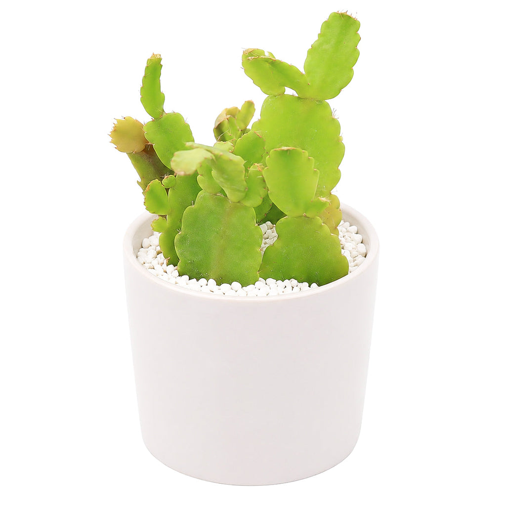 Schlumbergera truncata - Thanksgiving Cactus (limited)
