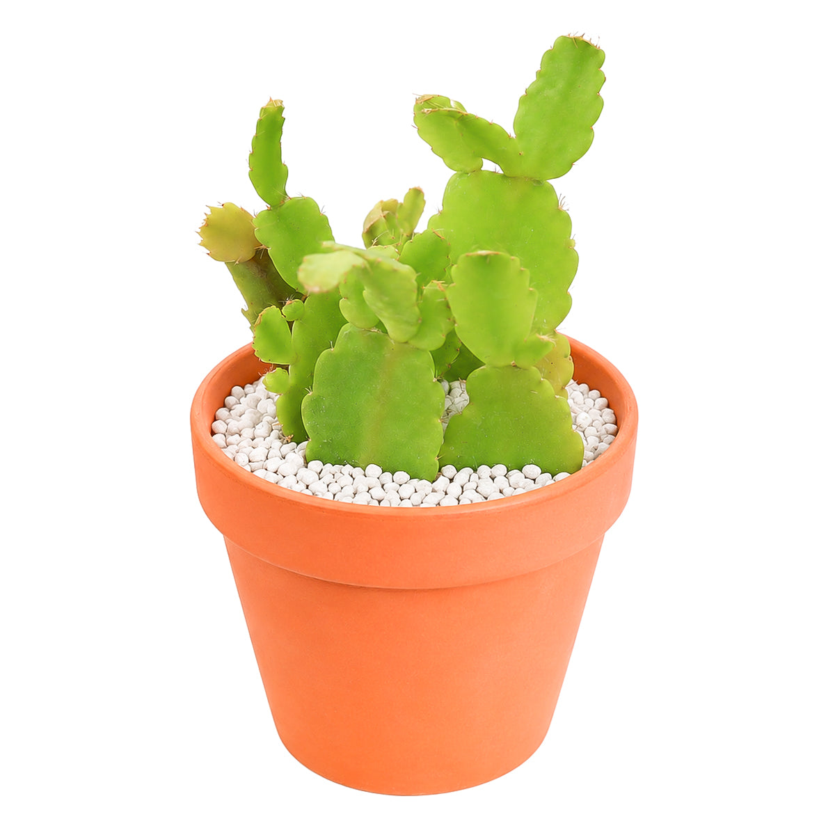 Schlumbergera truncata - Thanksgiving Cactus (limited)
