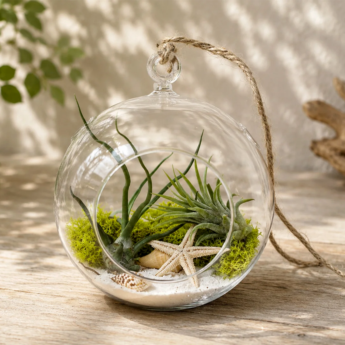 Seascape Terrarium with Tillandsia Bulbosa Guatemala and Ionantha