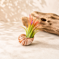 Seashell Magnet with Tillandsia Air Plant