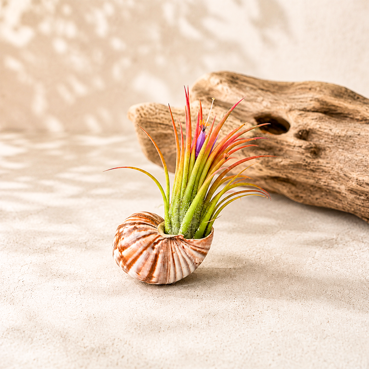 Seashell Magnet with Tillandsia Air Plant