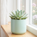 Sedeveria 'Fanfare'