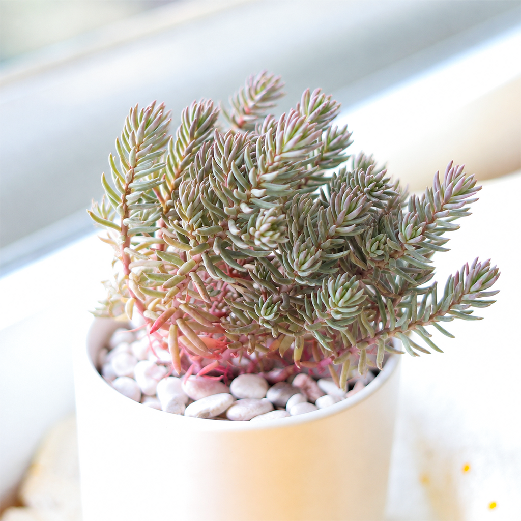 Tight & Tidy - Sedum 'Pink Angelina'