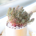 Tight & Tidy - Sedum 'Pink Angelina'