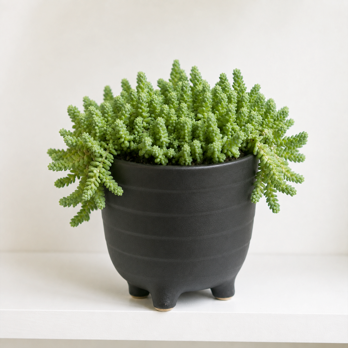 Sedum acre 'Aureum'