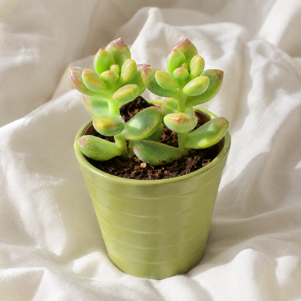 Sedum lucidum 'Obesum'