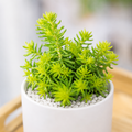 Sedum reflexum 'Angelina'