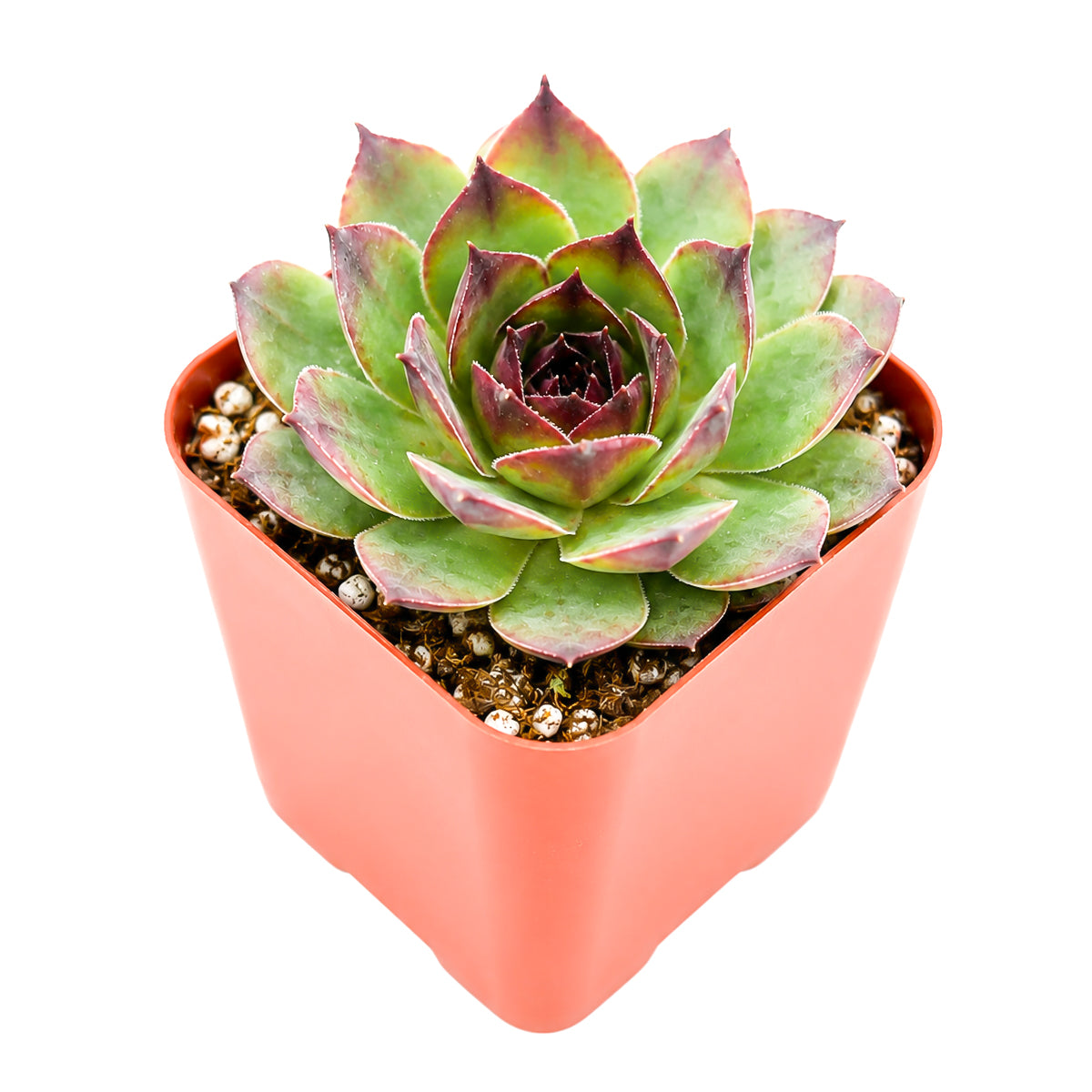 Sempervivum 'Kalinda'