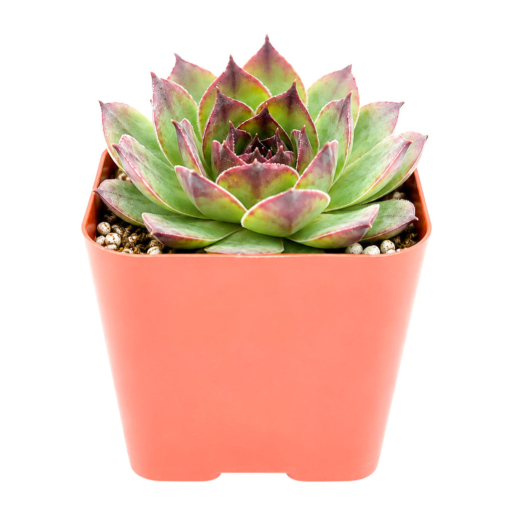 Sempervivum 'Kalinda'