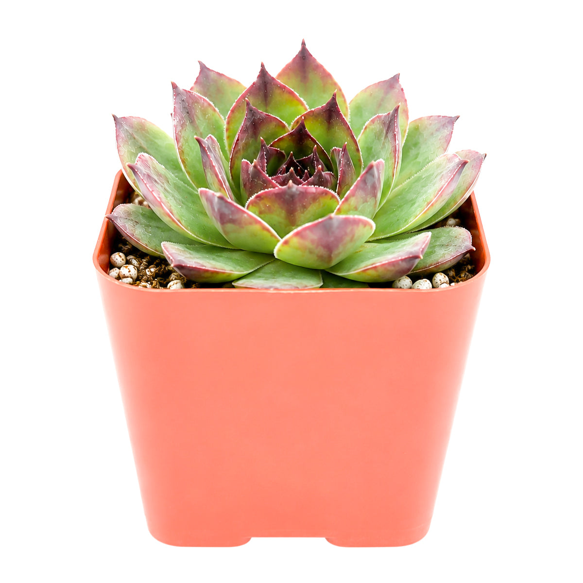 Sempervivum 'Kalinda'