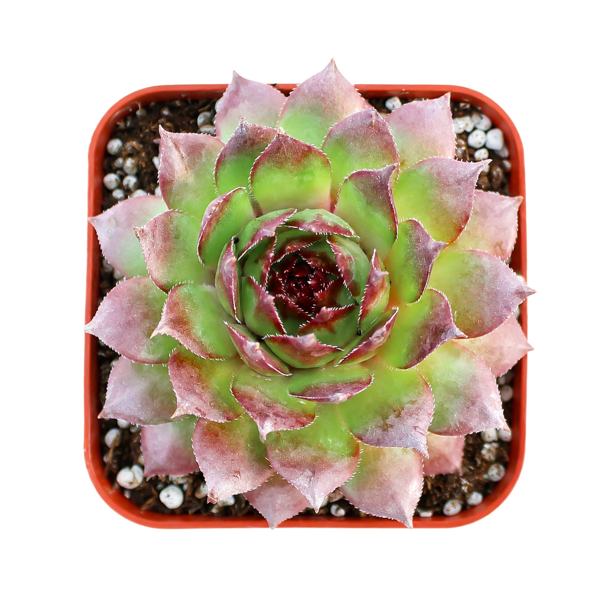 Sempervivum 'Kalinda'