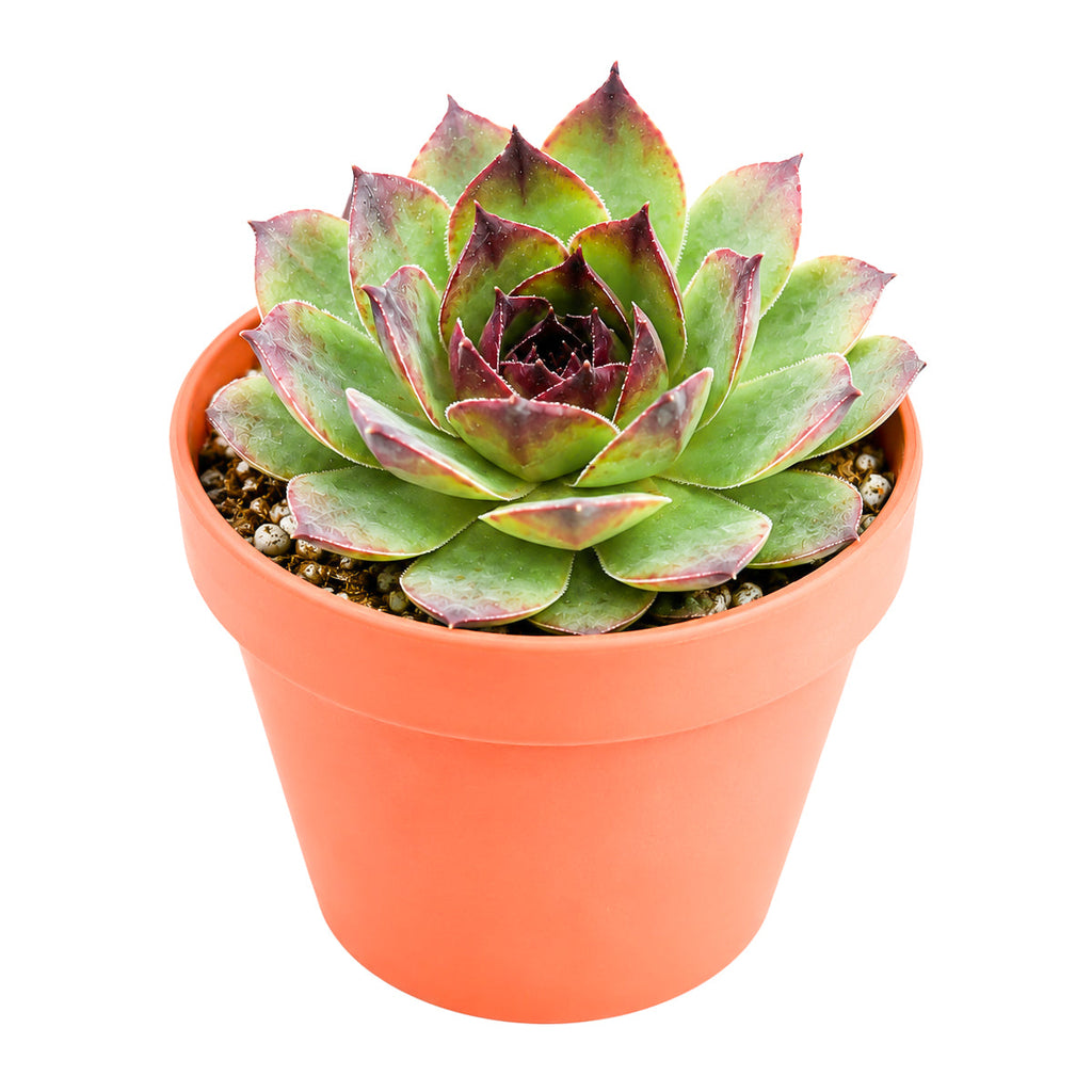 Sempervivum 'Kalinda'