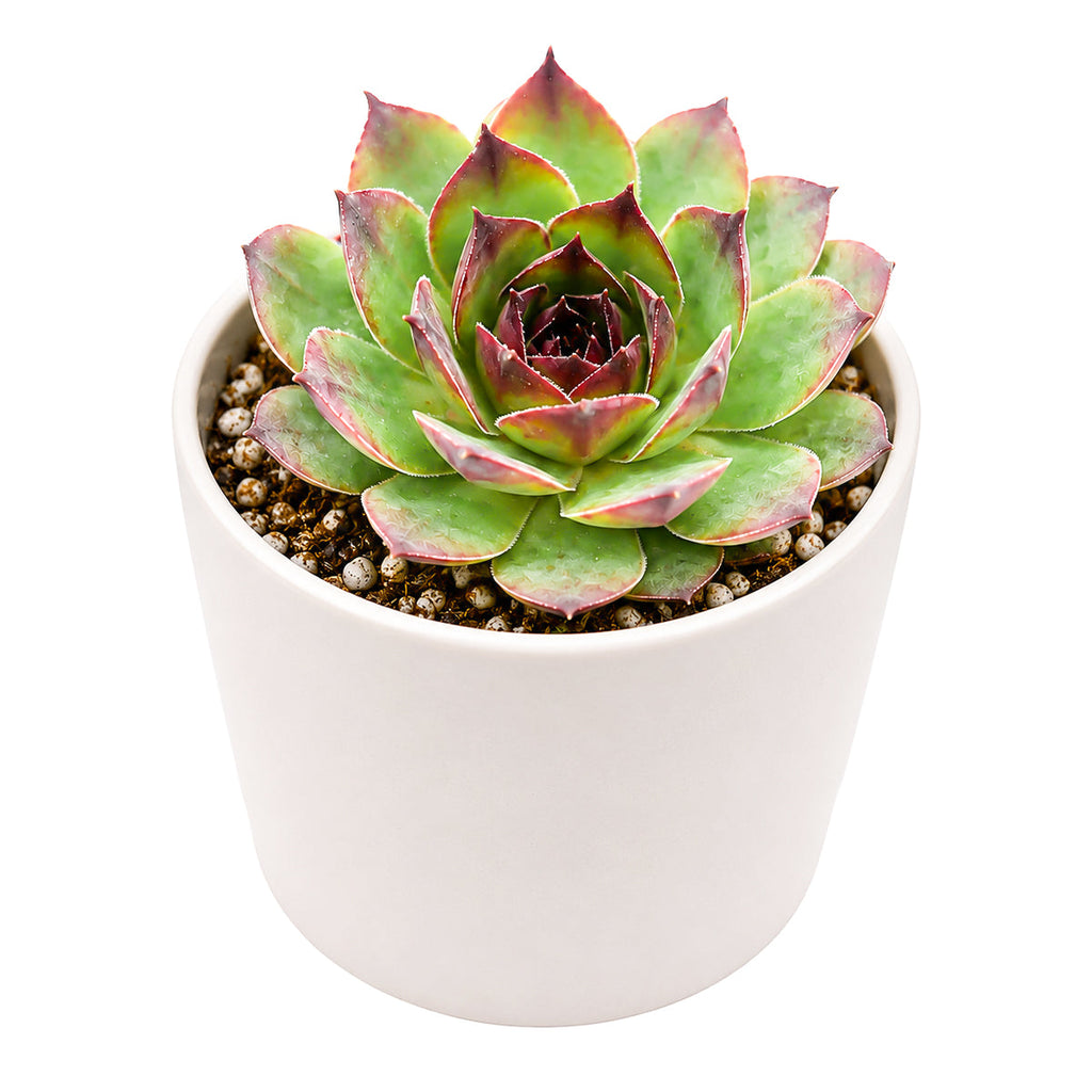 Sempervivum 'Kalinda'