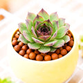 Sempervivum 'Kalinda'