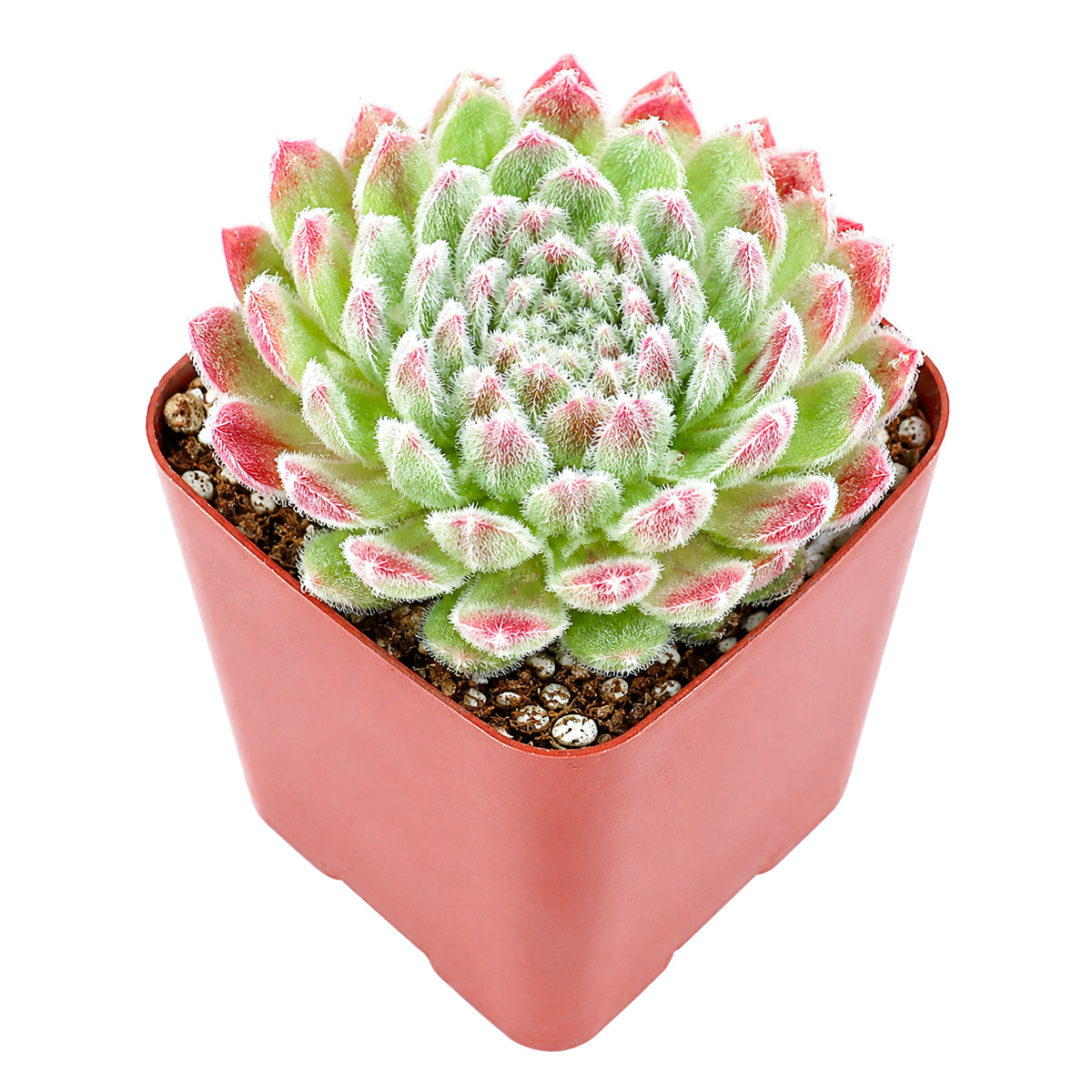 Sempervivum Prilly's