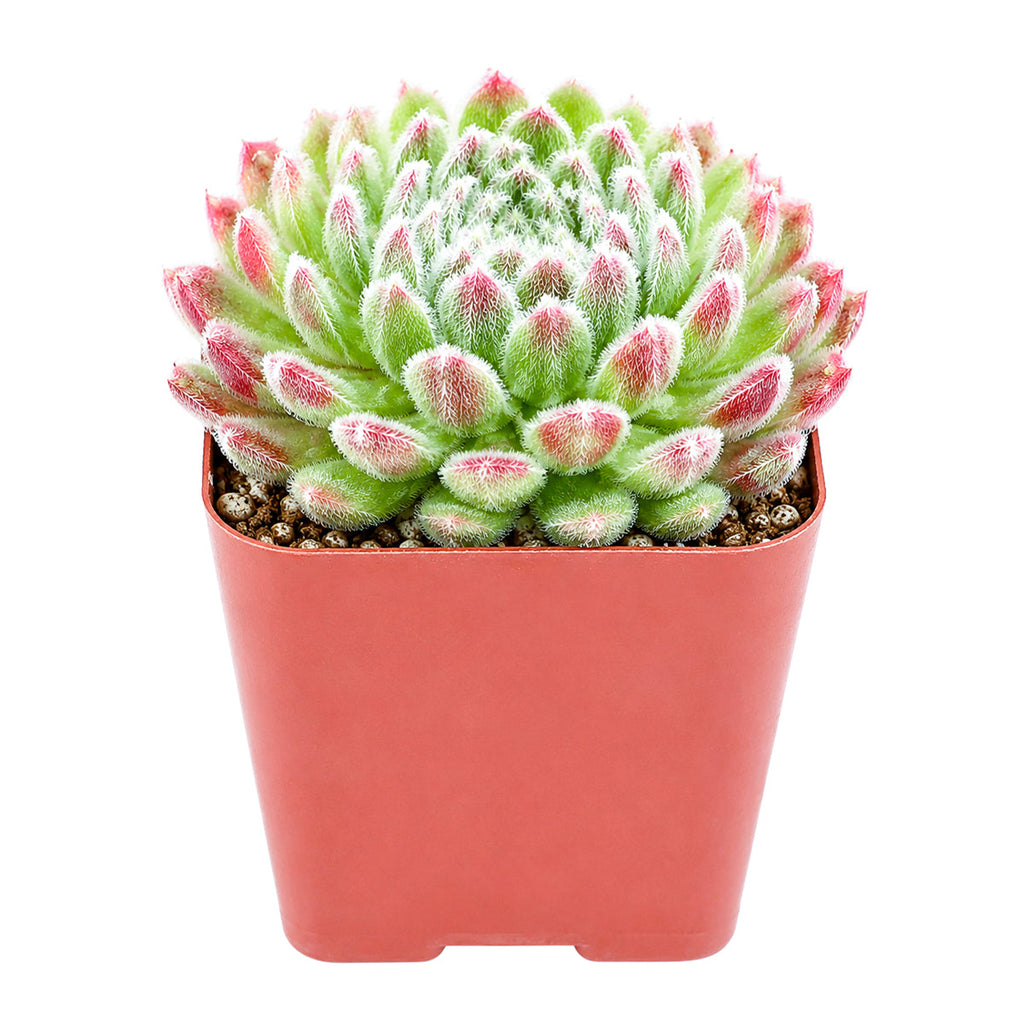 Sempervivum Prilly's