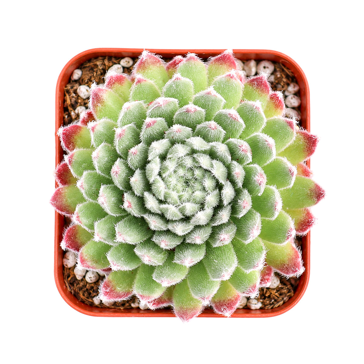 Sempervivum Prilly's