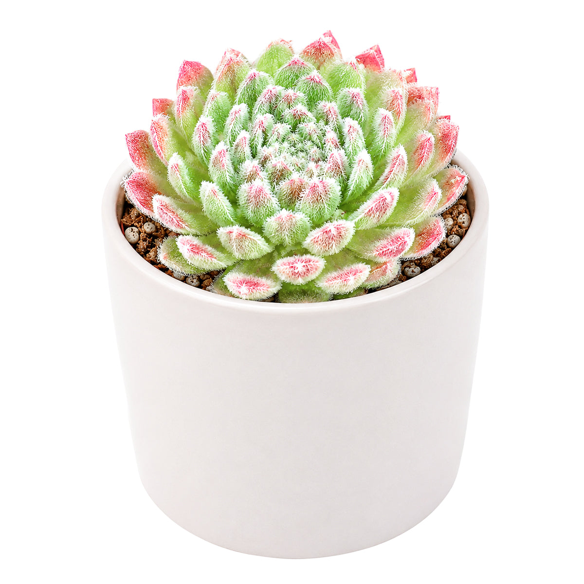Sempervivum Prilly's