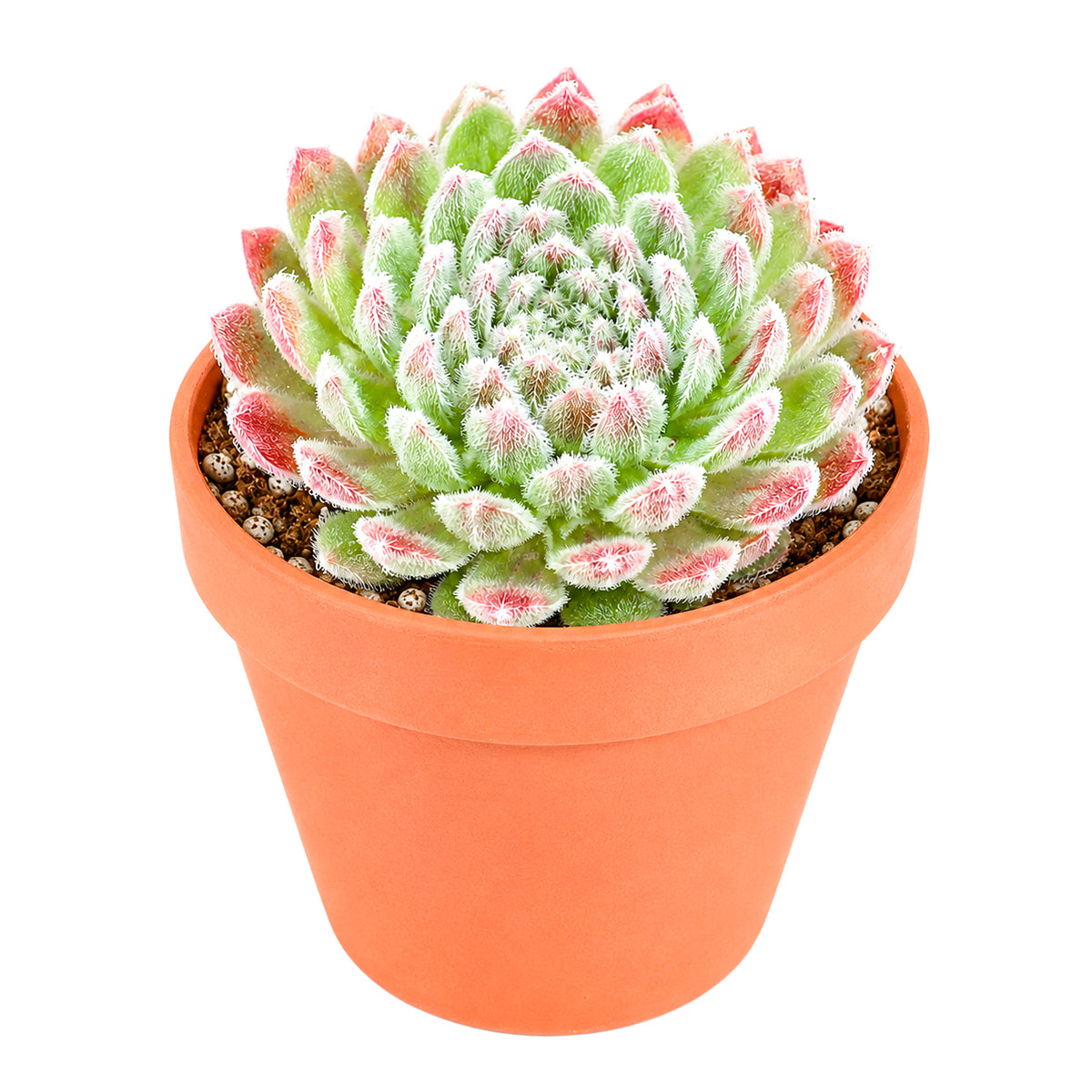 Sempervivum Prilly's