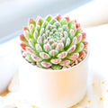 Sempervivum Prilly's