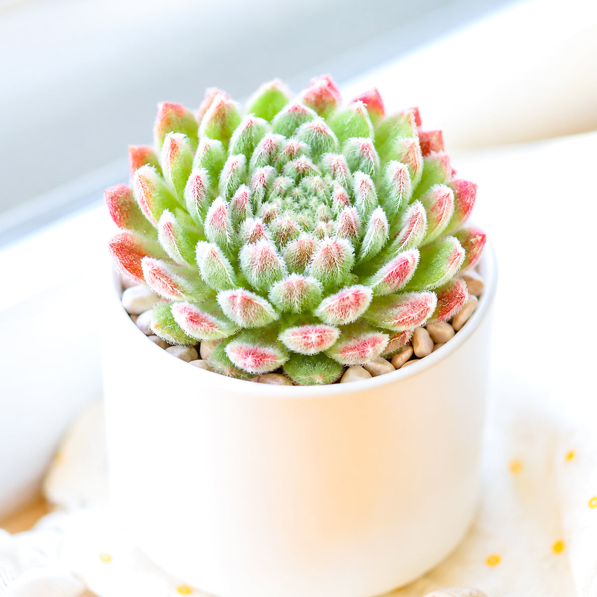 Sempervivum Prilly's