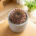 Sempervivum 'Bronze Pastel'