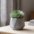 Sempervivum 'North Leigh'