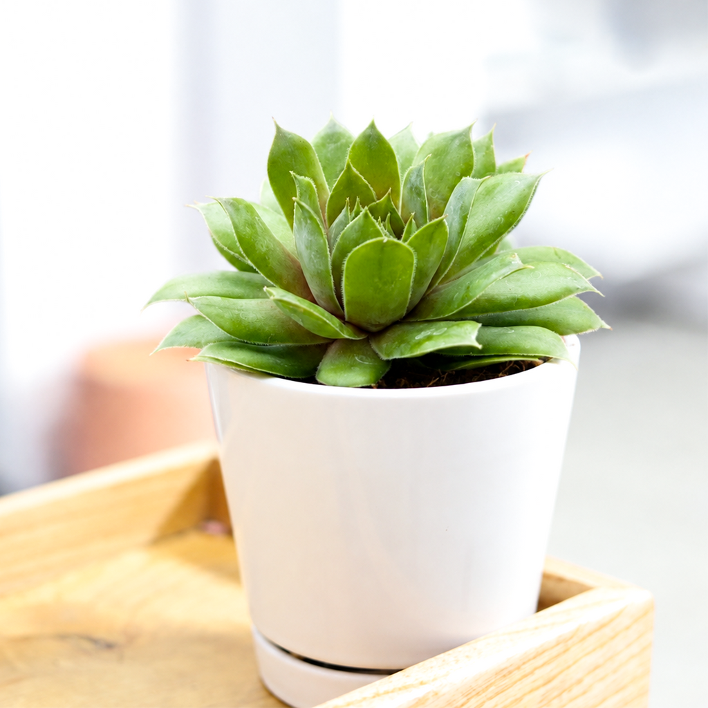Sempervivum 'Loved'