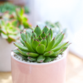Sempervivum 'Relaxed'