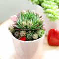 Sempervivum globiferum ssp. hirtum 'Hedgehog'