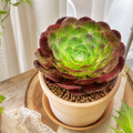 Semponium 'Vortex'