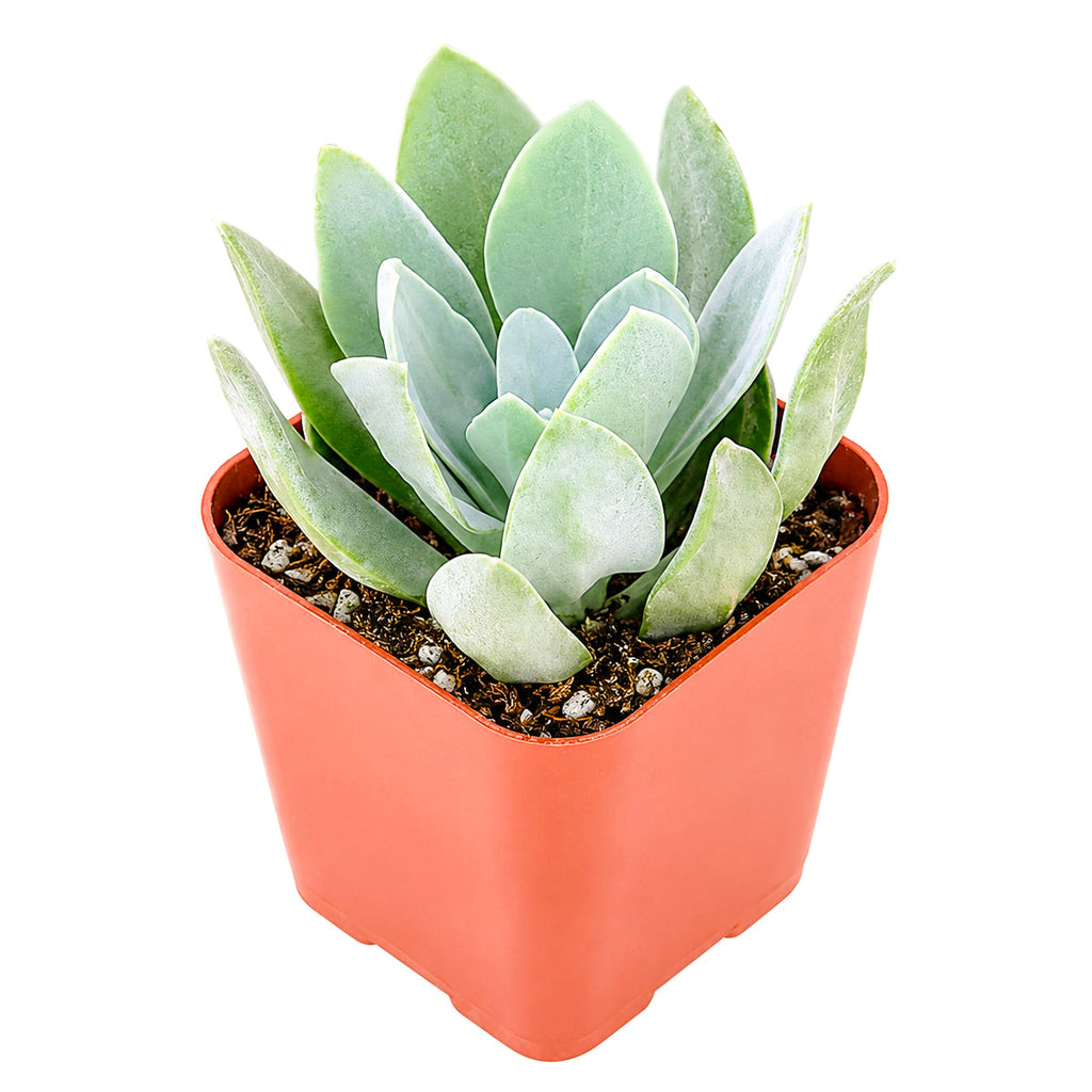 Senecio cephalophourus 'Mountain Fire'