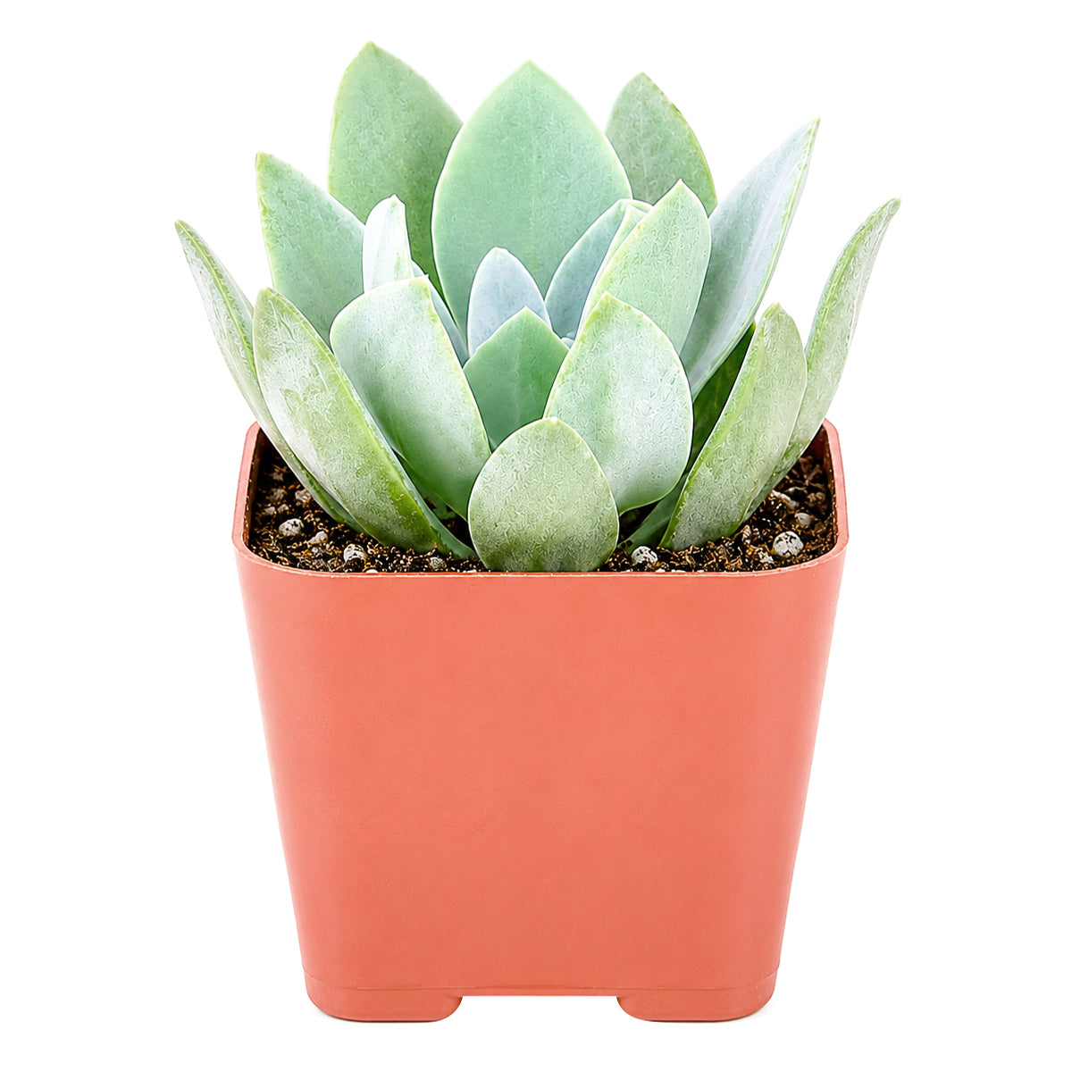 Senecio cephalophourus 'Mountain Fire'