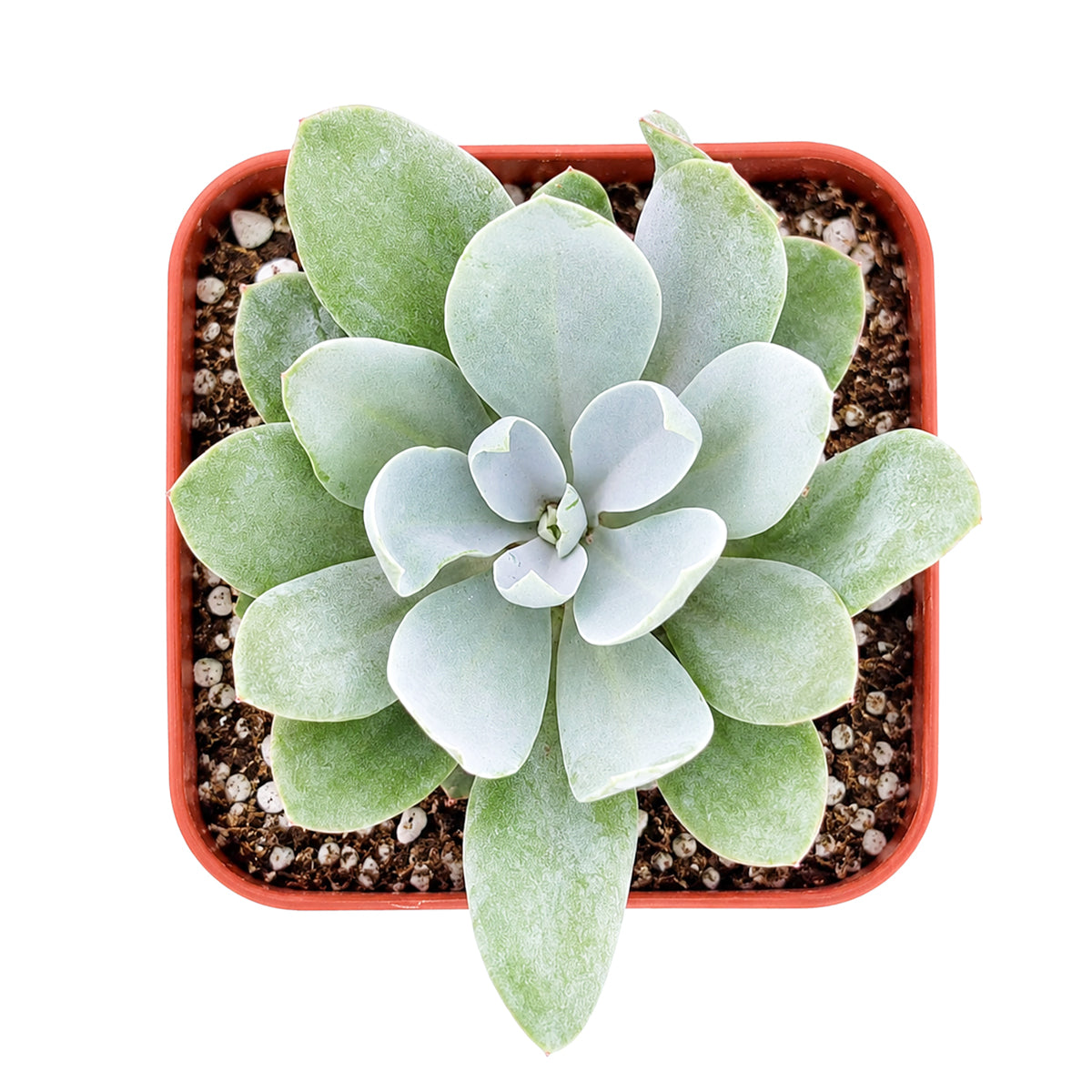Senecio cephalophourus 'Mountain Fire'