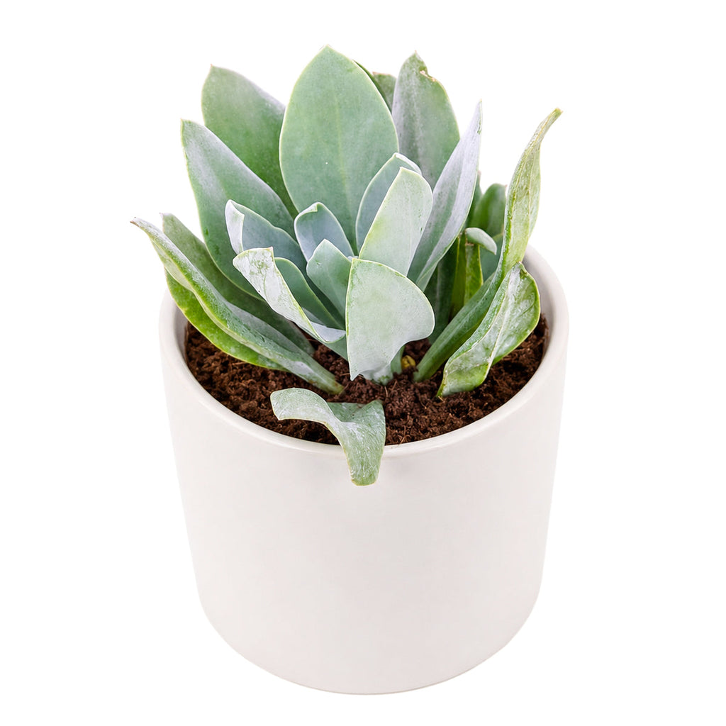 Senecio cephalophourus 'Mountain Fire'