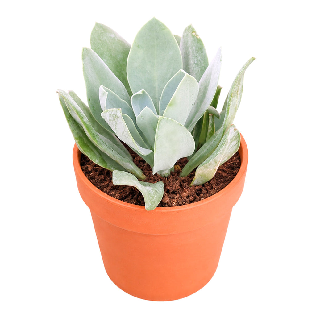Senecio cephalophourus 'Mountain Fire'