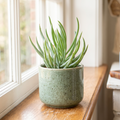 Senecio vitalis 'Serpents' - Blue Chalk Fingers