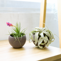 Set of 2 Custom Premium Tillandsia Air Plants with Charcoal Clay Containers