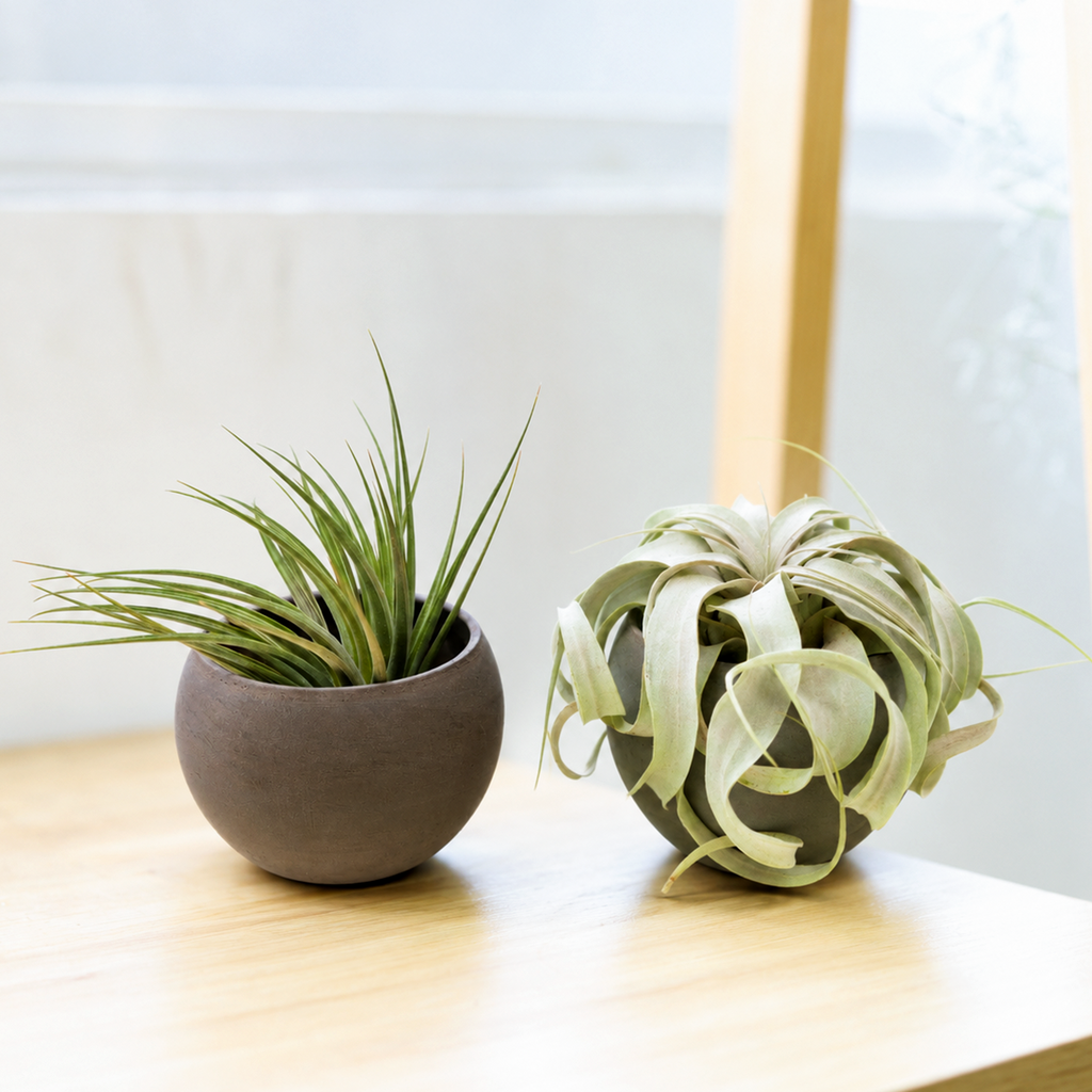 Set of 2 Custom Premium Tillandsia Air Plants with Charcoal Clay Containers