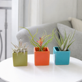 Set of 3 Custom Tillandsia Air Plants Harrisii + Bulbosa Belize + Fasciculata/Melanocrater with Ceramic Cube Containers