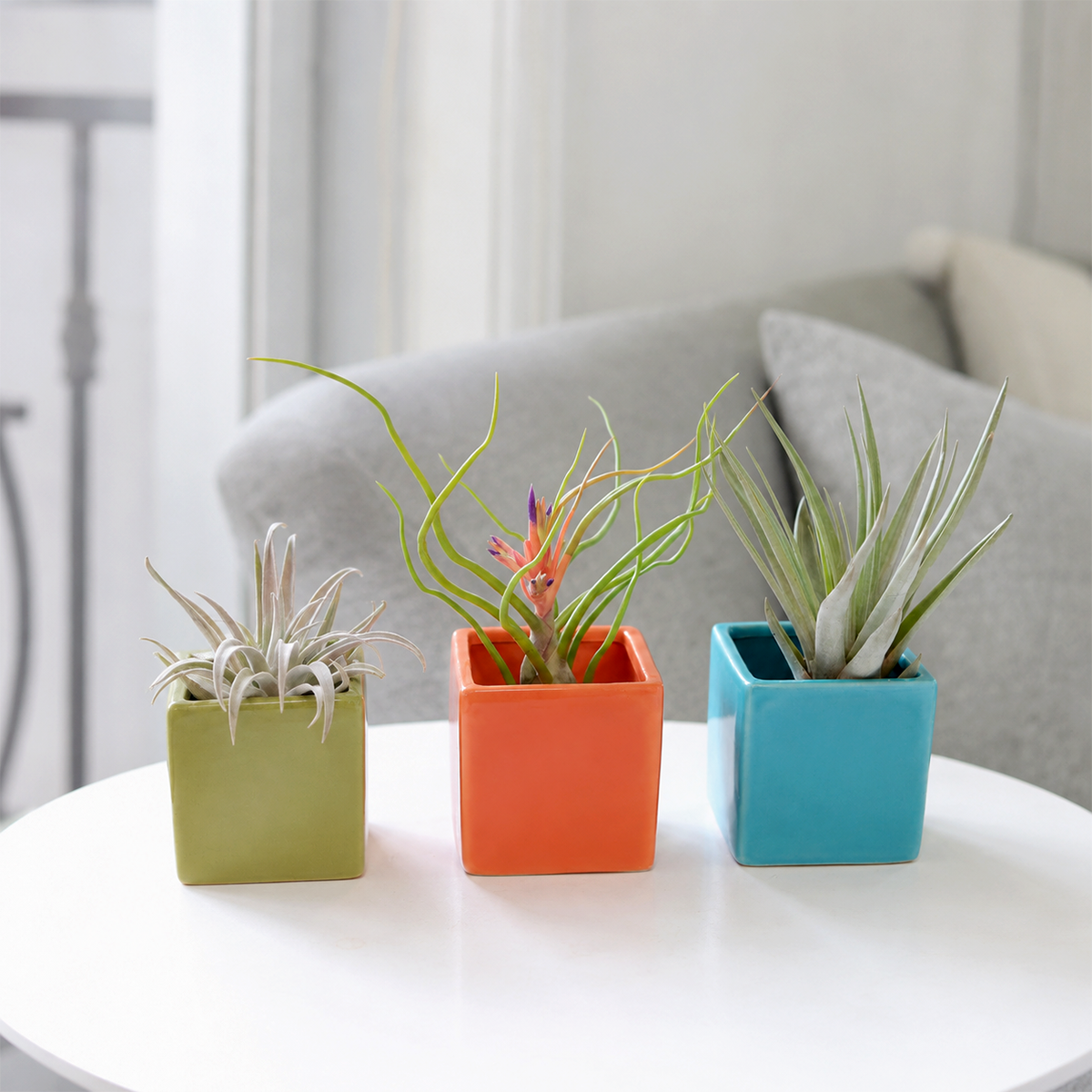 Set of 3 Custom Tillandsia Air Plants Harrisii + Bulbosa Belize + Fasciculata/Melanocrater with Ceramic Cube Containers