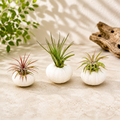 Set of 3 White Urchins with Tillandsia Air Plants