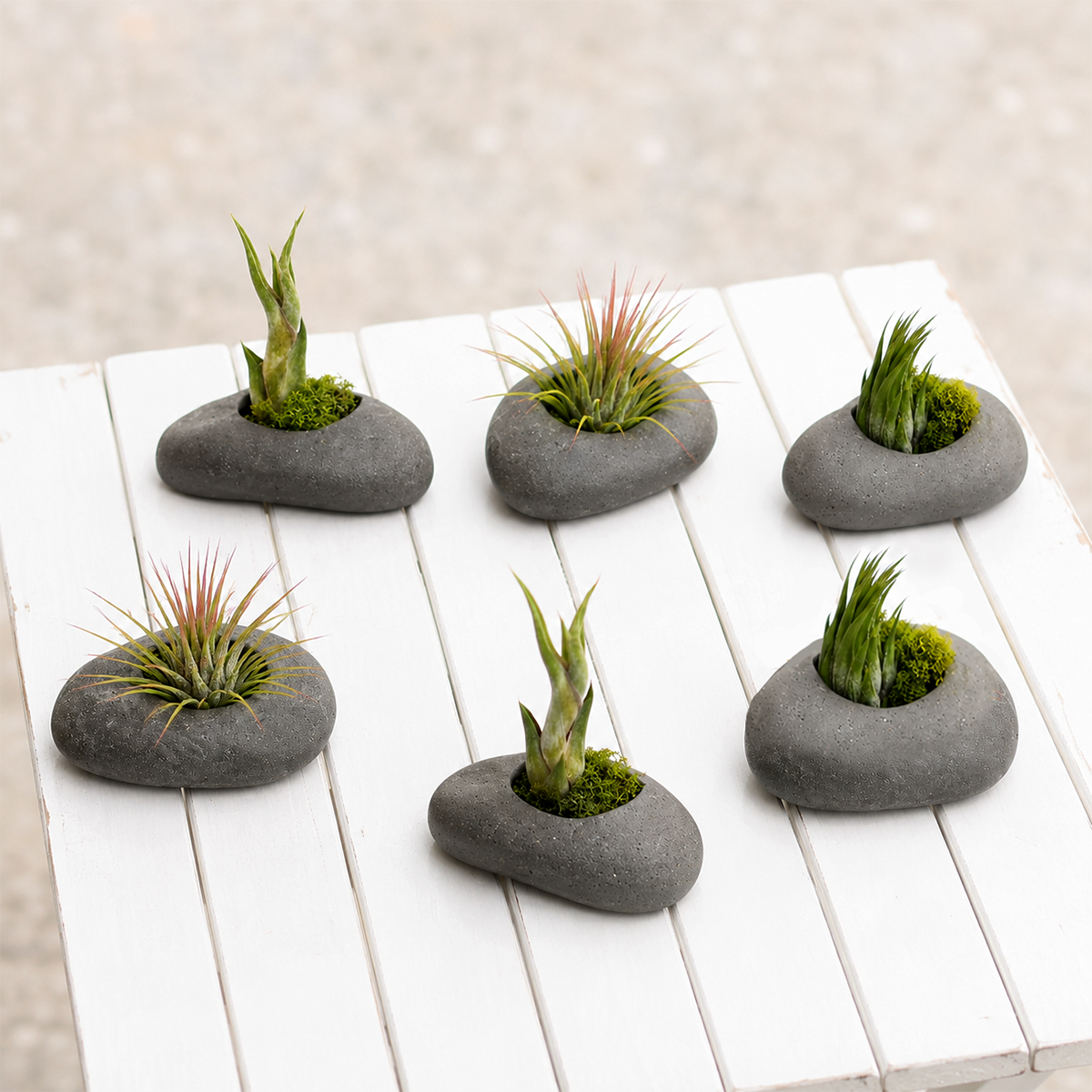 Assorted Tillandsia Air Plant with Gray Stone Ceramic Set