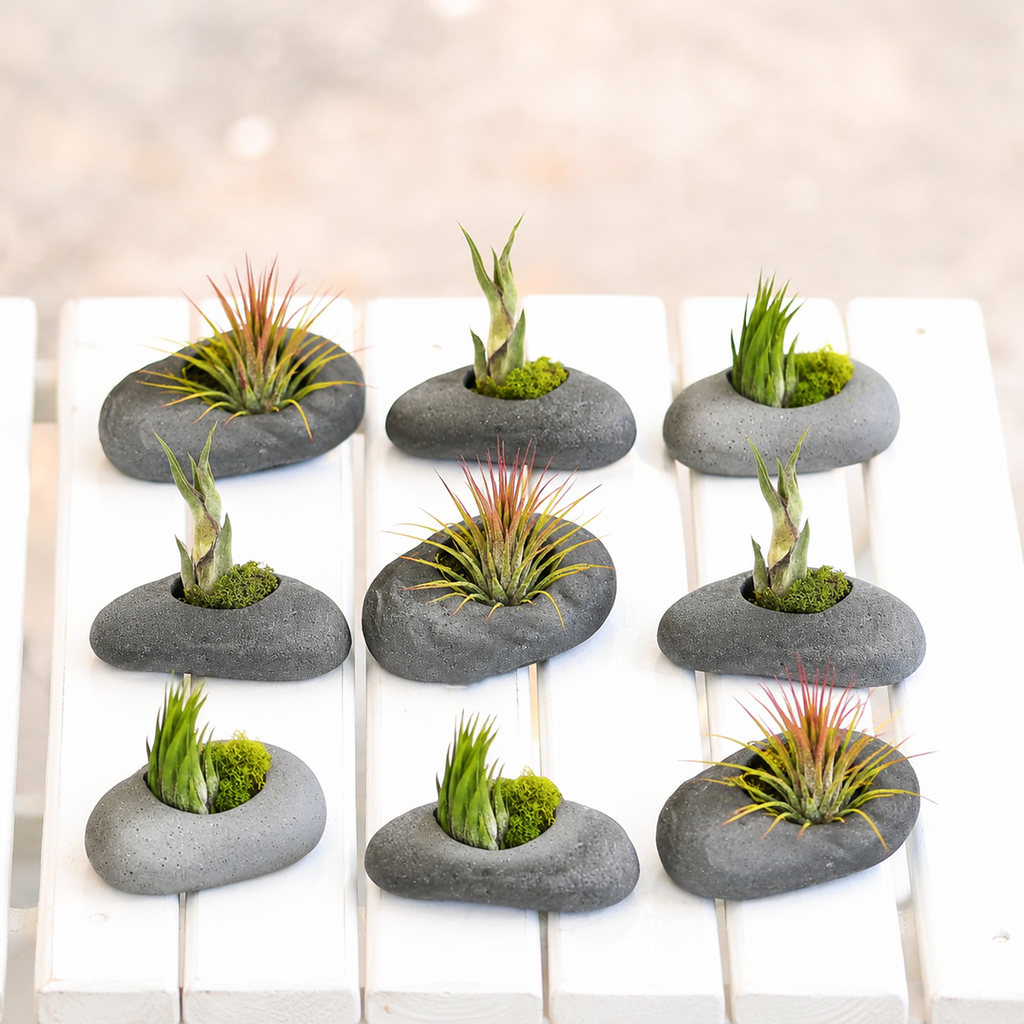 Assorted Tillandsia Air Plant with Gray Stone Ceramic Set