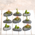 Assorted Tillandsia Air Plant with Gray Stone Ceramic Set