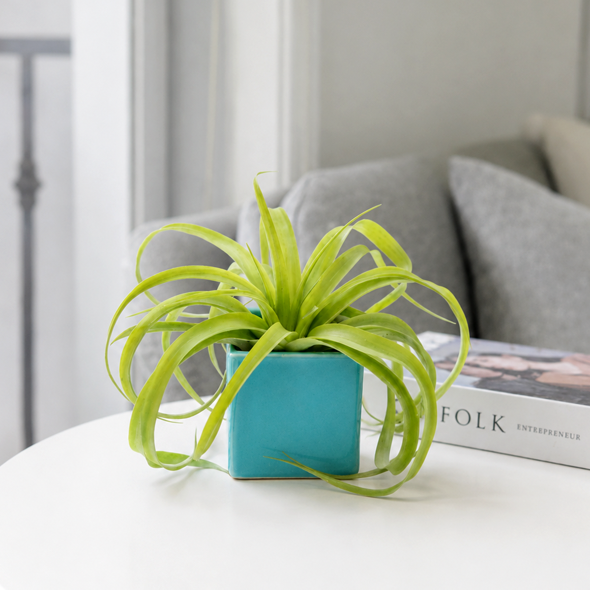 Assorted Large Tillandsia Air Plant with Sky Blue Ceramic Cube Container