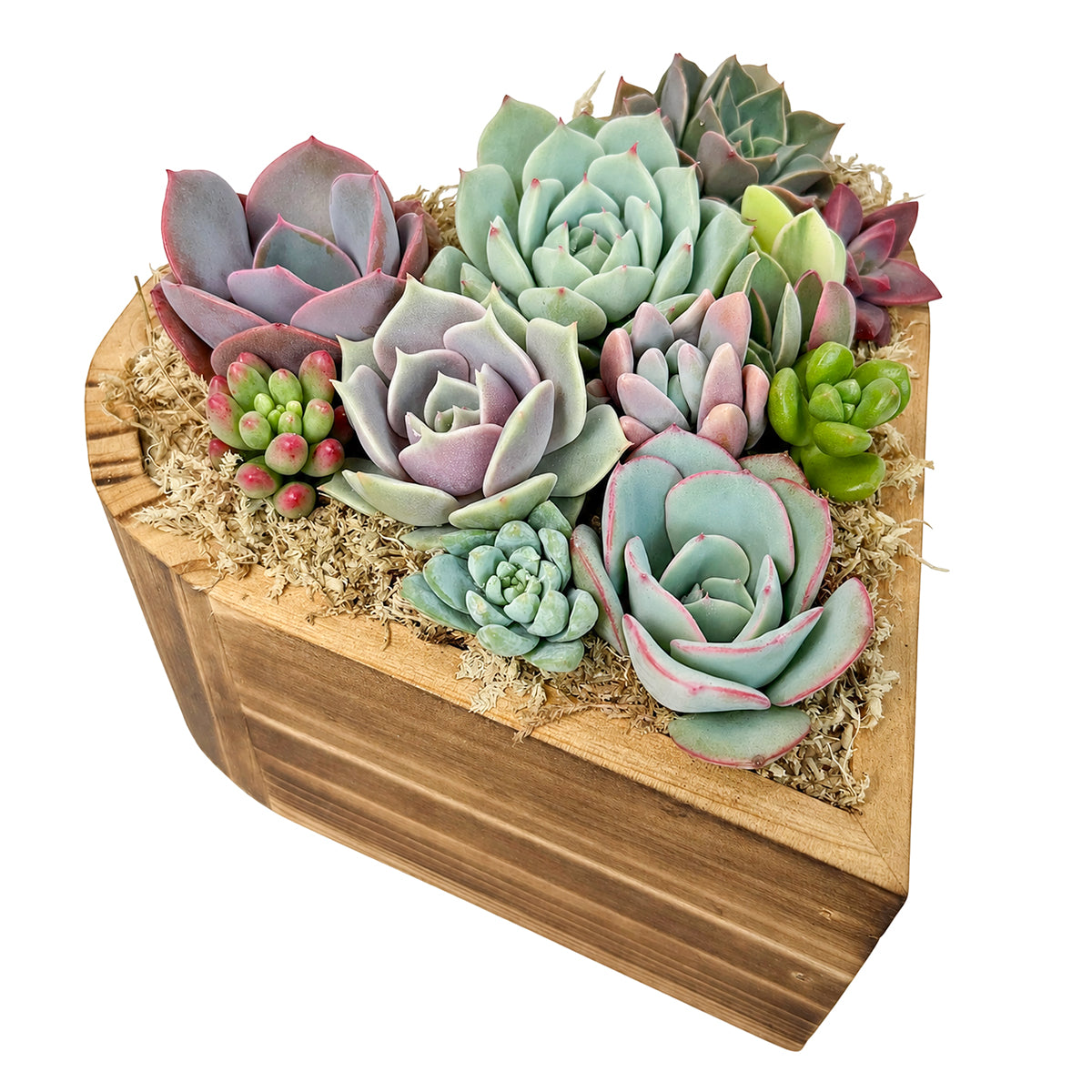 6.1" Heart Succulent Arrangement
