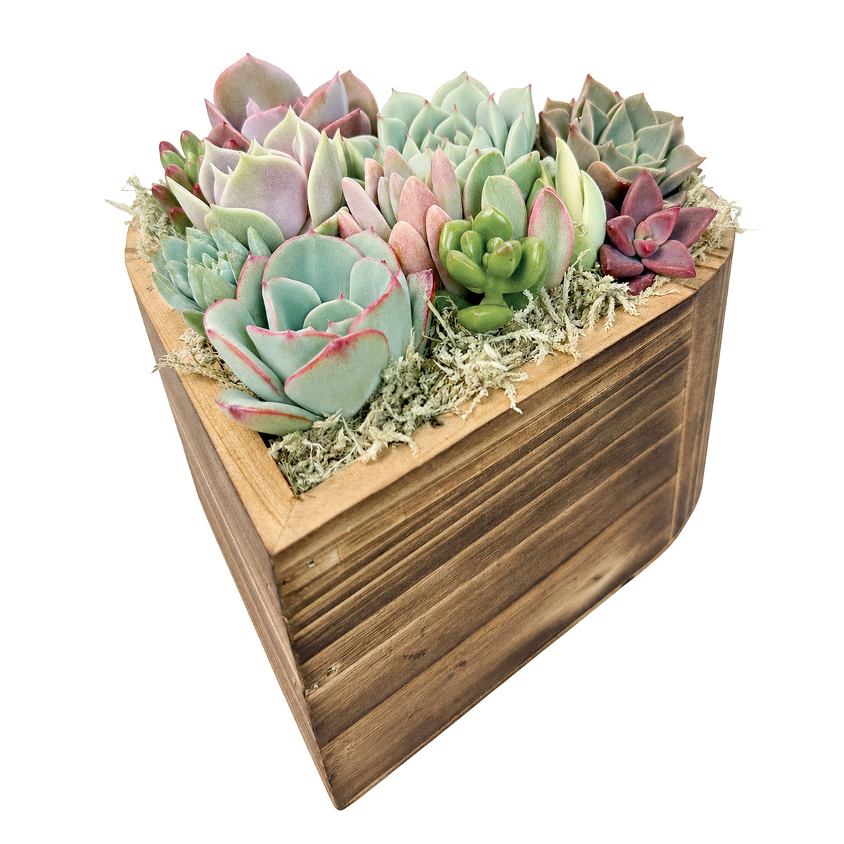 6.1" Heart Succulent Arrangement