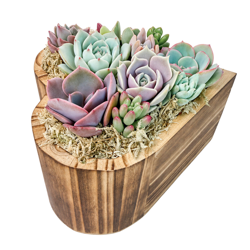 6.1" Heart Succulent Arrangement